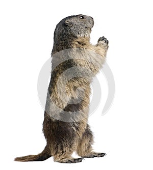 Alpine Marmot - Marmota marmota (4 years old)