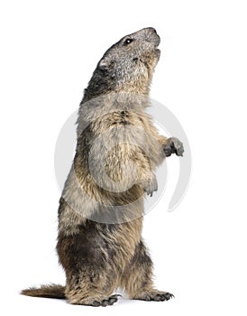 Alpine Marmot - Marmota marmota (4 years old)