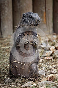 Alpine marmot (Marmota marmota).