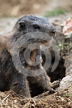 Alpine marmot (Marmota marmota).