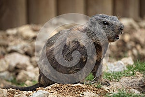 Alpine marmot (Marmota marmota).