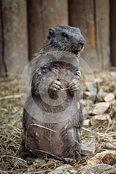 Alpine marmot (Marmota marmota).