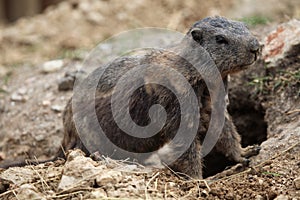 Alpine marmot (Marmota marmota).