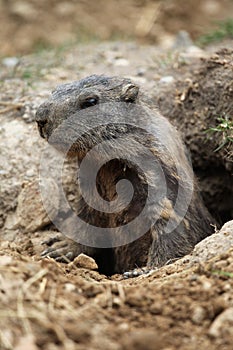 Alpine marmot (Marmota marmota).