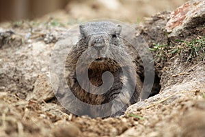 Alpine marmot (Marmota marmota).