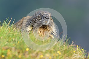 The alpine marmot Marmota marmota on the