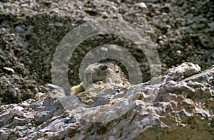 Alpine Marmot, marmota marmota, Adult camouflaged in Rocks, Vanoise in the South East of France