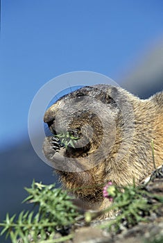 ALPINE MARMOT marmota marmota, ADULT EATING DANDELION
