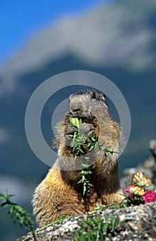 Alpine Marmot, marmota marmota, Adult eating Dandelion, French Alps