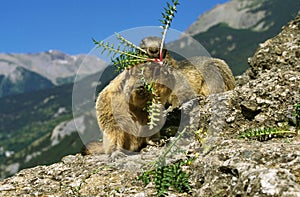 Alpine Marmot, marmota marmota, Adult eating Dandelion, French Alps