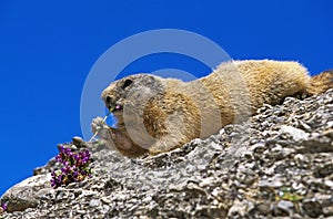 Alpine Marmot, marmota marmota, Adult eating Flower, French Alps