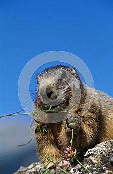 Alpine Marmot, marmota marmota, Adult eating, French Alps