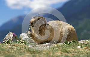 ALPINE MARMOT marmota marmota, ADULT EATING LEAVES, FRENCH ALPS