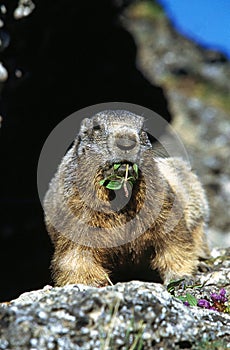 Alpine Marmot, marmota marmota, Adult eating Plant, Vanoise in the South East of France