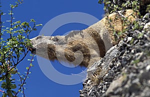 Alpine Marmot, marmota marmota, Adult Eating, standing on Rocks