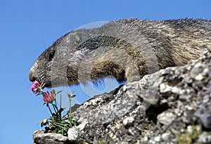 ALPINE MARMOT marmota marmota, ADULT SMELLING FLOWER