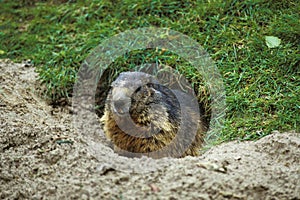 Alpine Marmot, marmota marmota, Adult standing at Den Entrance