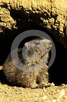 Alpine Marmot, marmota marmota, Adult standing at Den Entrance