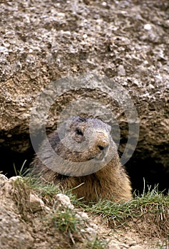 Alpine Marmot, marmota marmota, Adult standing at Den Entrance, Alps in South East of France