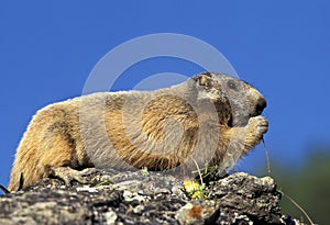 Alpine Marmot, marmota marmota, Adult standing on Rocks, Eating Plant, Alps in South East of France
