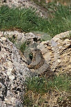 Alpine Marmot, marmota marmota, Adult standing on Rocks, French Alps