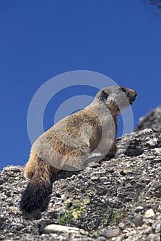 Alpine Marmot, marmota marmota, Adult standing on Rocks, French Alps