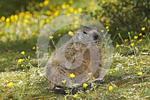 Alpine Marmot, marmota marmota, Adult and Yellow Flowers, France