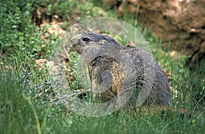 Alpine Marmot, marmota marmota, Adults standing on Grass