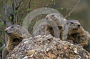 Alpine Marmot, marmota marmota, Adults standing on Rocks