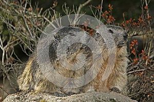 Alpine Marmot, marmota marmota, Adults standing on Rocks, Alps in South East of France