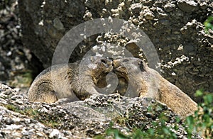 Alpine Marmot, marmota marmota, Adults standing on Rocks, Vanoise in the South East of France