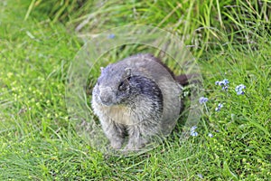 Alpine marmot Marmota marmota