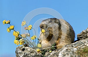 ALPINE MARMOT marmota marmota EATING DANDELION FLOWERS AGAINST BLUE SKY, HAUTES ALPES IN FRANCE