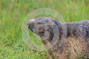 Alpine marmot Marmota marmota in the French Alps