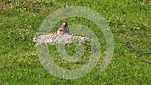 Alpine marmot, marmota marmota, in a German park