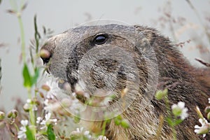 The alpine marmot (Marmota marmota) on grass