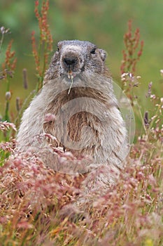 The alpine marmot (Marmota marmota) on grass