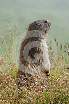 The alpine marmot (Marmota marmota) on grass