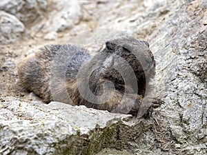 Alpine Marmot, Marmota marmota, has large incisors and lives high in the European mountains