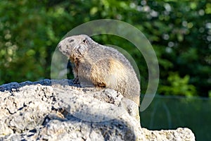 Alpine Marmot, Marmota marmota, has large incisors and lives high in the European mountains