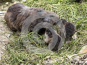 Alpine Marmot, Marmota marmota, has large incisors and lives high in the European mountains. Pictured female with cubs
