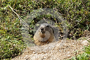 Alpine marmot (Marmota marmota) in high mountains in Bavaria, Germany