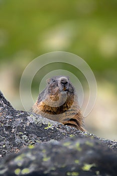 Alpine marmot, Marmota marmota, High Tatras, Slovakia