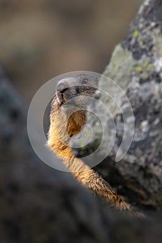 Svišť alpský, Marmota marmota, Vysoké Tatry, Slovensko
