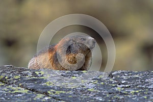 Svišť alpský, Marmota marmota, Vysoké Tatry, Slovensko