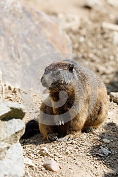 Alpine marmot Marmota marmota latirostris on the rock