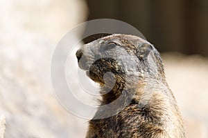 Alpine marmot Marmota marmota latirostris on the rock
