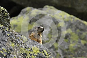 The alpine marmot Marmota marmota latirostris on the rock covered by lichen