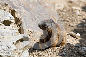 Alpine marmot Marmota marmota latirostris on the rock