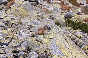 Alpine marmot Marmota marmota latirostris in the wild. Tatra Mountains